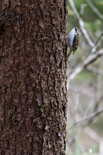 Grimpereau des bois (Certhia familiaris)