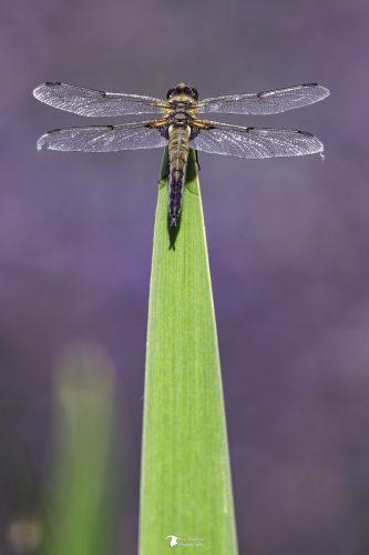 Libellule
