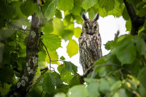 Hibou moyen duc