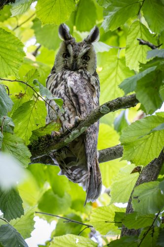 Hibou moyen duc