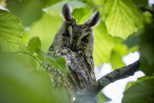 Dans les yeux du hibou