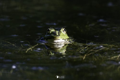 Grenouille