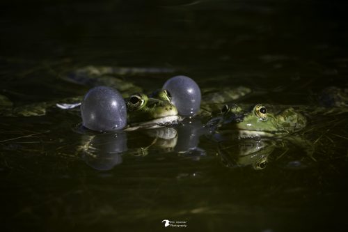 Grenouille en parade