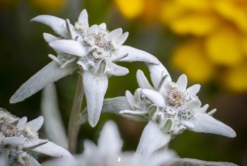 Edelweiss