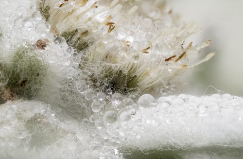 Au cœur de l'edelweiss