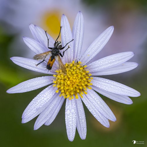 Focus stacking